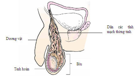 Đau tinh hoàn và bụng dưới do mắc bệnh liên quan đến tinh hoàn